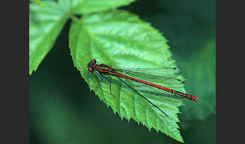 Frühe Adonislibelle (Pyrrhosoma nymphula)