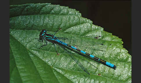 Speer-Azurjungfer (Coenagrion hastulatum)