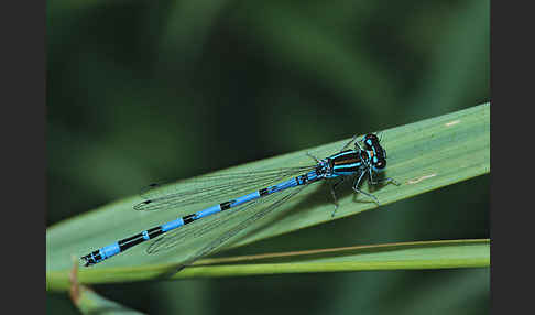 Helm- Azurjungfer (Coenagrion mercuriale)