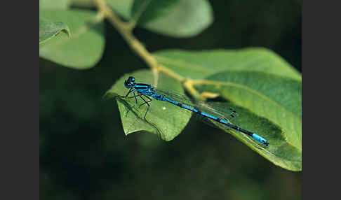 Fledermaus- Azurjungfer (Coenagrion pulchellum)