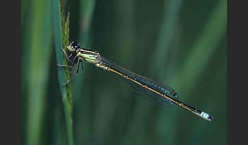 Kleine Pechlibelle (Ischnura pumilio)