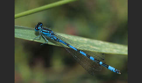 Hufeisen-Azurjungfer (Coenagrion puella)