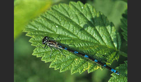 Vogel-Azurjungfer (Coenagrion ornatum)