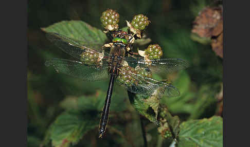 Gemeine Smaragdlibelle (Cordulia aenea)