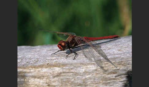 Frühe Heidelibelle (Sympetrum fonscolombei)