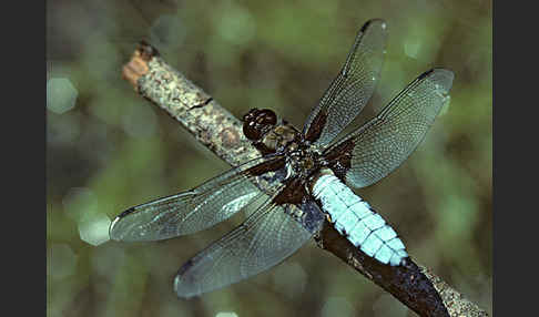 Plattbauch (Libellula depressa)