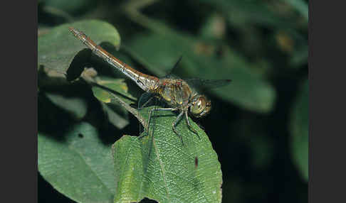 Große Heidelibelle (Sympetrum striolatum)