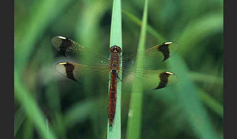 Gebänderte Heidelibelle (Sympetrum pedemontanum)