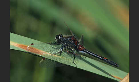 Nordische Moosjungfer (Leucorrhinia rubicunda)