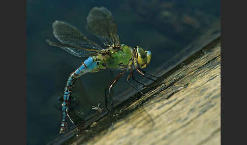 Große Königslibelle (Anax imperator)