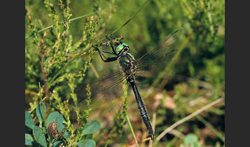 Alpen-Smaragdlibelle (Somatochlora alpestris)