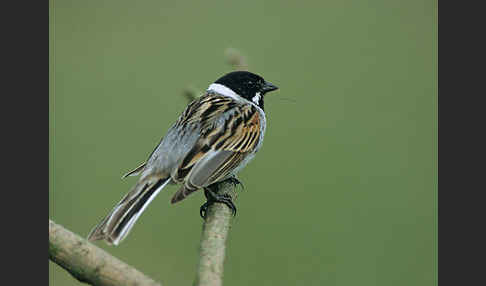 Rohrammer (Emberiza schoeniclus)