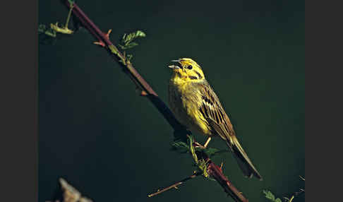 Goldammer (Emberiza citrinella)