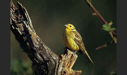 Goldammer (Emberiza citrinella)