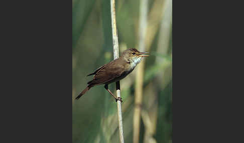 Teichrohrsänger (Acrocephalus scirpaceus)