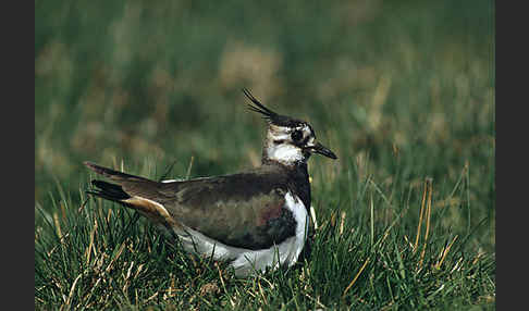 Kiebitz (Vanellus vanellus)