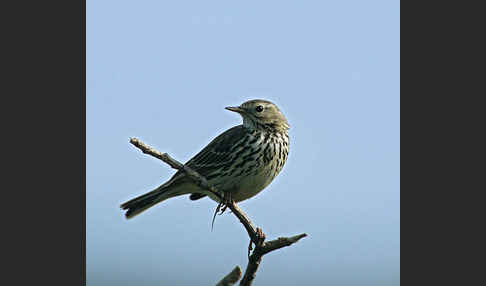 Wiesenpieper (Anthus pratensis)