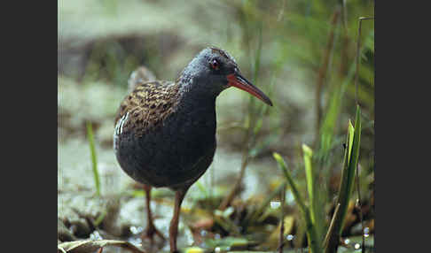 Wasserralle (Rallus aquaticus)