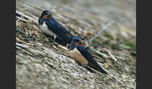 Rauchschwalbe (Hirundo rustica)