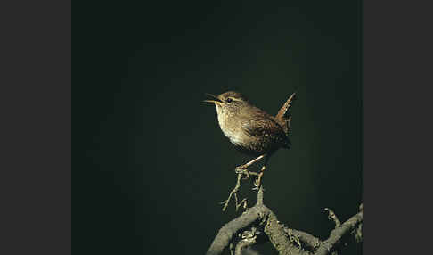 Zaunkönig (Troglodytes troglodytes)