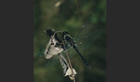 Schwarze Heidelibelle (Sympetrum danae)