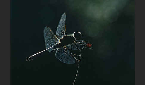 Schwarze Heidelibelle (Sympetrum danae)