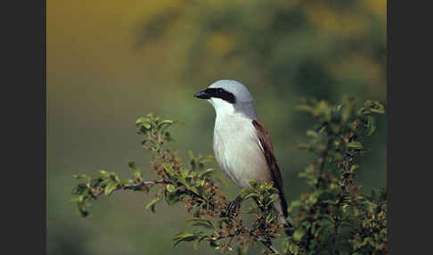 Neuntöter (Lanius collurio)