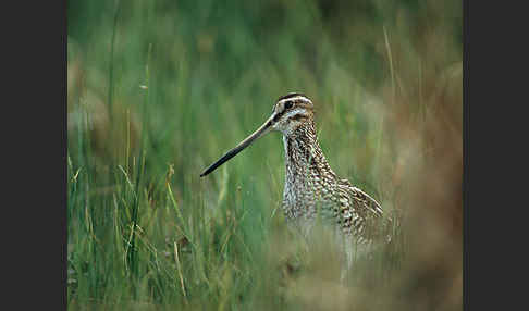 Bekassine (Gallinago gallinago)