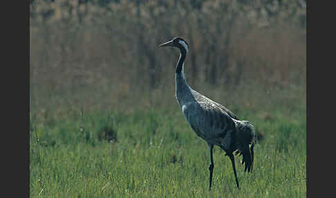 Kranich (Grus grus)