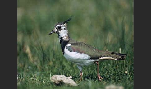 Kiebitz (Vanellus vanellus)