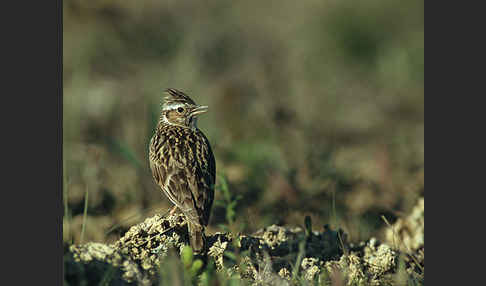 Heidelerche (Lullula arborea)