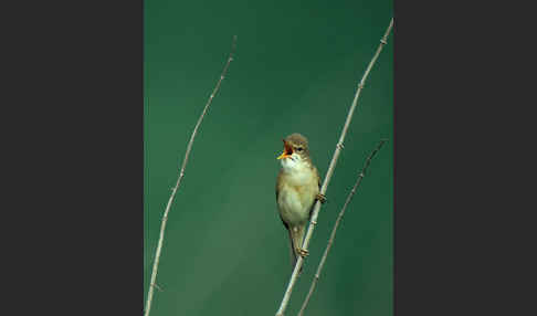 Sumpfrohrsänger (Acrocephalus palustris)