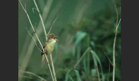 Sumpfrohrsänger (Acrocephalus palustris)