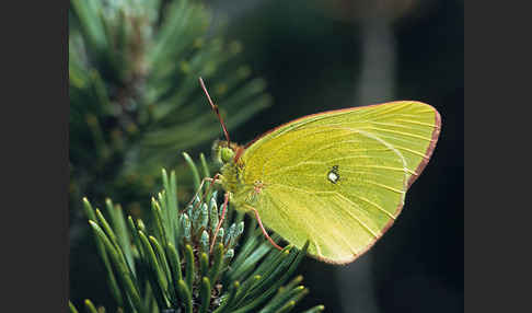 Hochmoor-Gelbling (Colias palaeno)