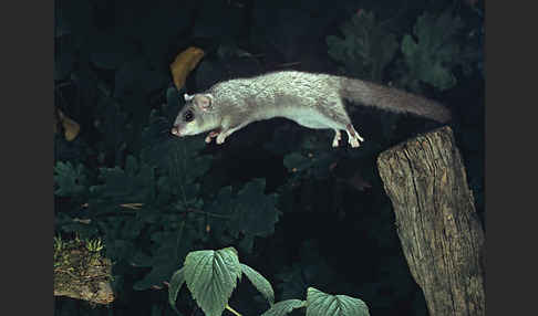 Siebenschläfer (Glis glis)