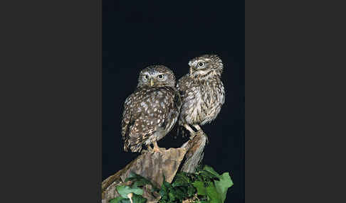 Steinkauz (Athene noctua)