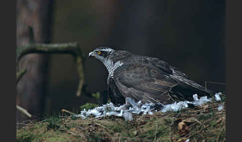 Habicht (Accipiter gentilis)