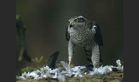 Habicht (Accipiter gentilis)