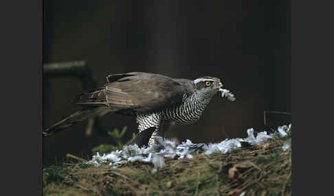 Habicht (Accipiter gentilis)