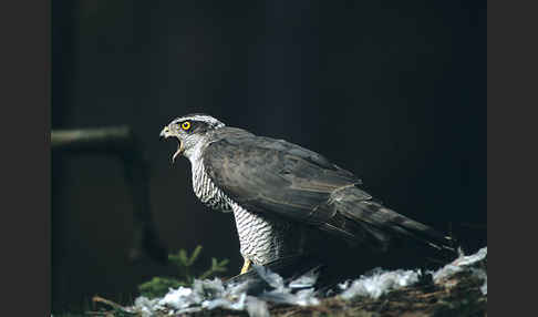 Habicht (Accipiter gentilis)