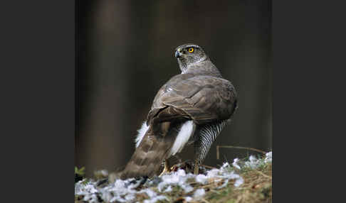 Habicht (Accipiter gentilis)