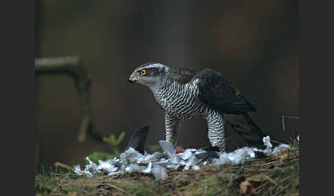 Habicht (Accipiter gentilis)