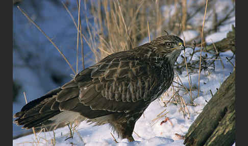 Mäusebussard (Buteo buteo)