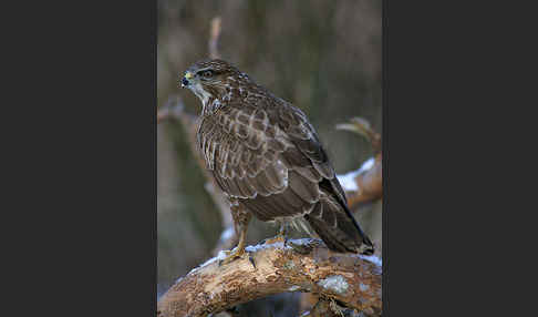 Mäusebussard (Buteo buteo)