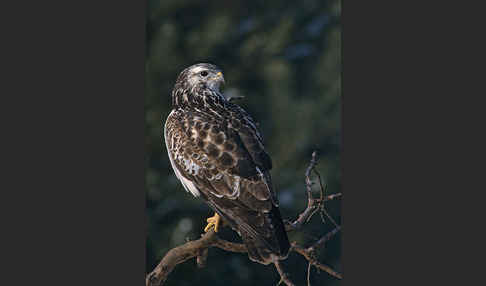 Mäusebussard (Buteo buteo)