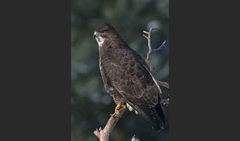 Mäusebussard (Buteo buteo)