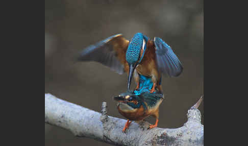 Eisvogel (Alcedo atthis)