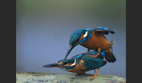 Eisvogel (Alcedo atthis)