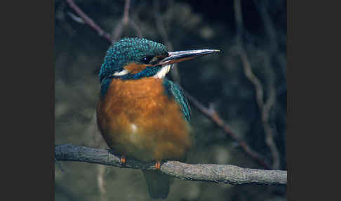 Eisvogel (Alcedo atthis)