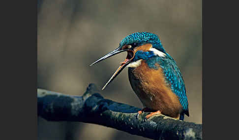 Eisvogel (Alcedo atthis)